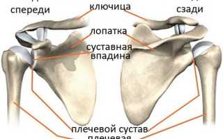 Анатомия плечевого сустава