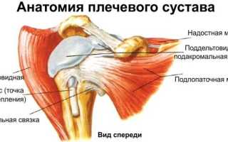 Анатомия плечевого сустава 