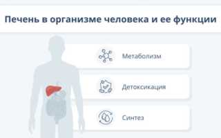 Печень человека: функции в организме, причины патологии и меры профилактики