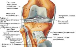 Коленный сустав: анатомия