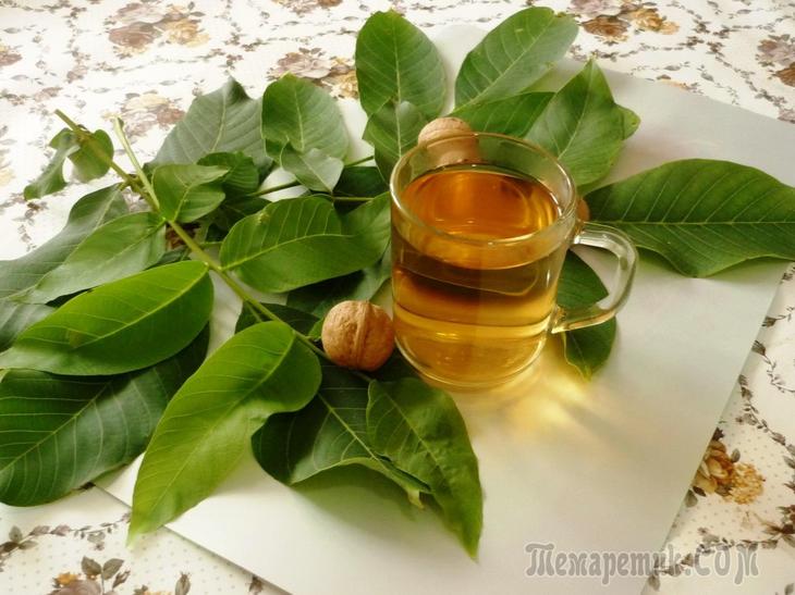 Польза и применение настойки грецкого ореха