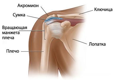 Строение плеча