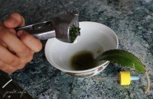 каланхоэ каланхоэ