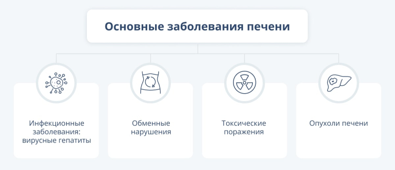 Печень человека: функции в организме, причины патологии и меры профилактики