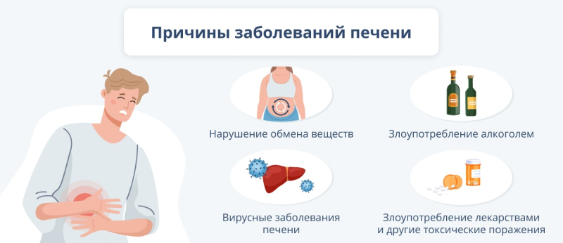 Печень человека: функции в организме, причины патологии и меры профилактики