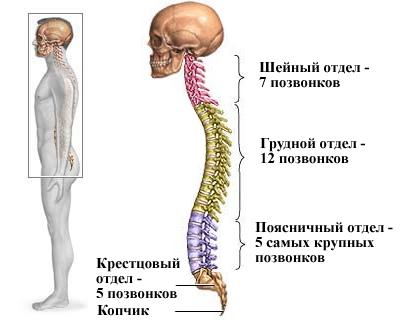 позвоночник