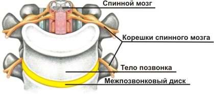 признаки остеохондроза шейного отдела