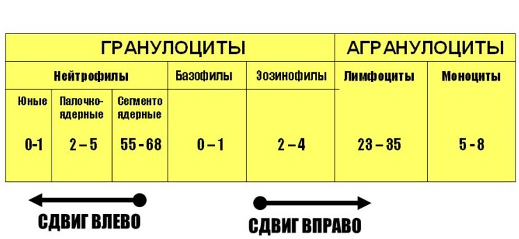 Лейкоцитарная формула