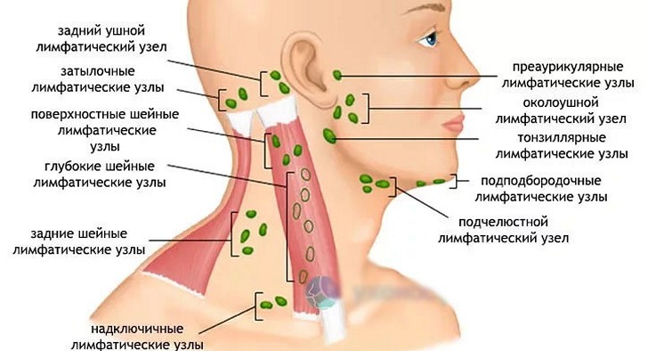 Расположение лимфоузлов