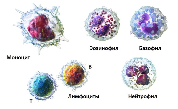 Нейтрофилы