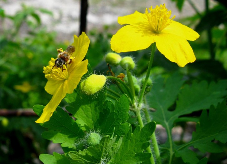 Трава чистотела Трава чистотела